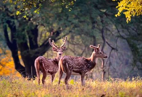 Safari at Jim Corbett National Park