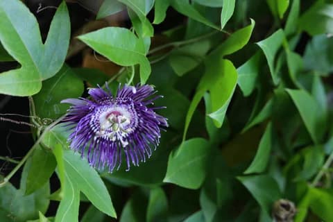 Close-up of a vibrant purple and white Passion Flower (Passiflora) blooming among dark green leaves in the resort's jungle garden landscaping.