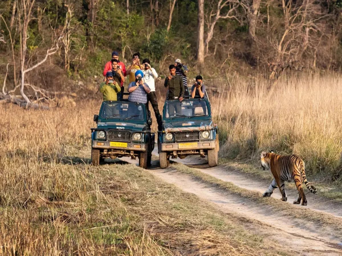 Safari at Jim Corbett National Park